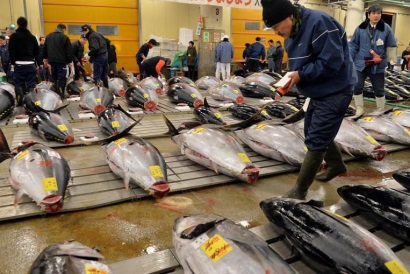 Nhật Bản lên kế hoạch kiểm soát khai thác cá ngừ vây xanh