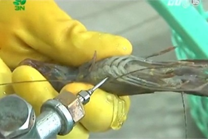 Bạc Liêu Chính quyền các địa phương cam kết ngăn chặn đưa tạp chất vào tôm