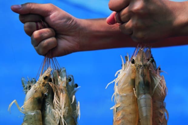 Mỹ Nhập khẩu tôm tiếp tục tăng trong tháng 42020 dù Covid