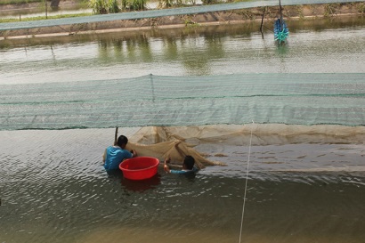 Xã hội hóa nuôi tôm càng xanh toàn đực trong ao đất