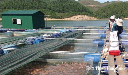 Hướng đến nuôi cá lồng VietGAP