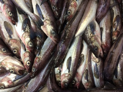 Các ngư trường nước ấm có thể đẩy cá minh thái hướng sang Nga