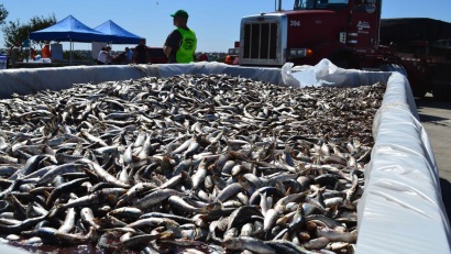 Brazil Sản lượng cá mòi giảm mạnh trong những năm gần đây