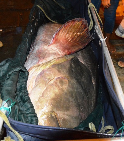 Cá mú nghệ gần 2 tạ được nhập về TP Hồ Chí Minh