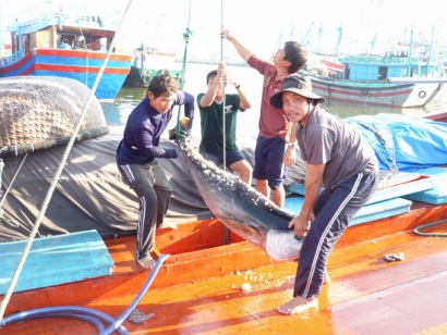 Cá ngừ đại dương trái vụ được mùa, được giá
