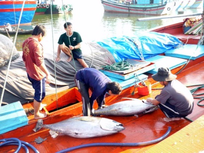 Bình Định Sản lượng đánh bắt cá ngừ tăng cao