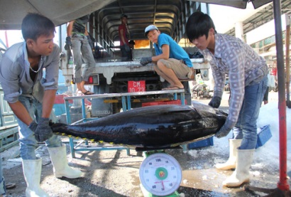 Khai thác được hơn 2.400 tấn cá ngừ đại dương