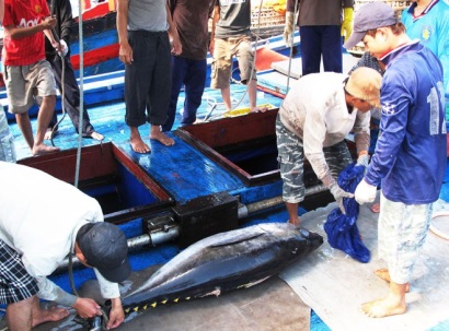 Sản lượng cá ngừ sụt giảm do El Nino
