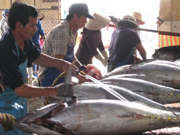 Hai tháng, cả nước đánh bắt được gần 3.000 tấn cá ngừ