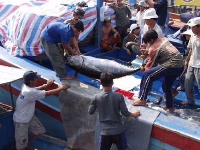 Khai thác, tiêu thụ cá ngừ theo chuỗi