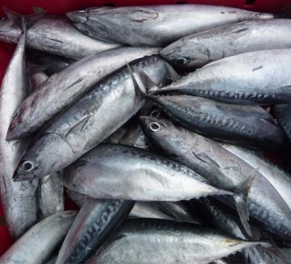 Nhật Bản kêu gọi không khai thác cá ngừ vây xanh nhỏ cho đến cuối tháng 62018