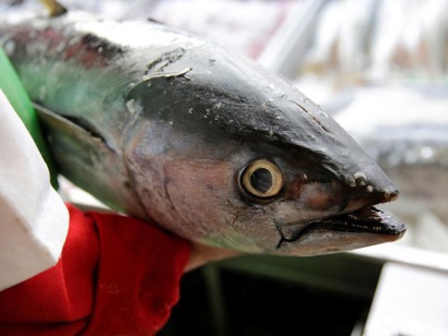 Mexico bác bỏ các biện pháp trừng phạt của Mỹ về dán nhãn cá ngừ