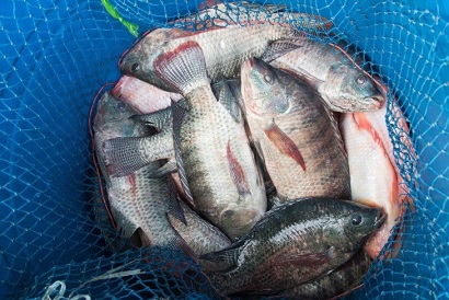 Honduras Xuất khẩu cá rô phi giảm 17% 