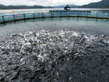 Ấn Độ Cơ hội cho người nuôi với cá rô phi cải tiến gen