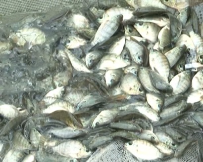 Chính phủ Malaysia đảm bảo cá rô phi nuôi không có tế bào gây ung thư