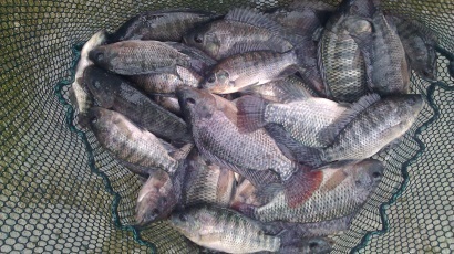 Brazil GeneSeas mở rộng sản xuất cá rô phi, xây dựng nhà máy mới