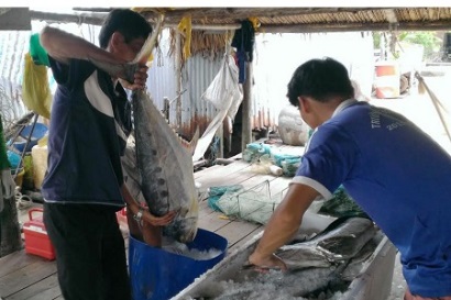 Cà Mau Ngư dân phấn khởi vì trúng đậm cá thu