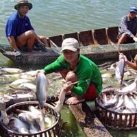 Đồng Tháp Giá cá tra nguyên liệu tăng