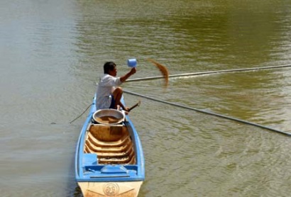 An Giang Đẩy mạnh mô hình liên kết chuỗi sản xuất giống cá tra 3 cấp