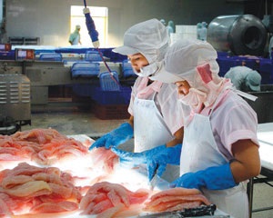 Bấp bênh cá tra xuất khẩu