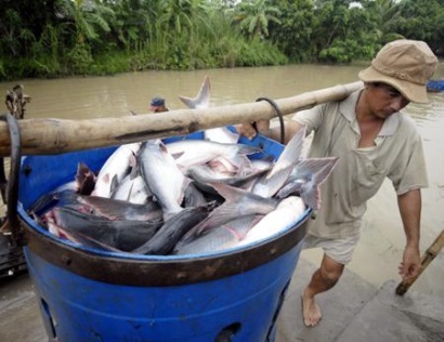 Đồng Tháp Giá cá tra được dự báo sẽ tiếp tục tăng