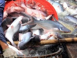 Đầu tư, nâng cao chất lượng cá tra nhằm cạnh tranh bền vững