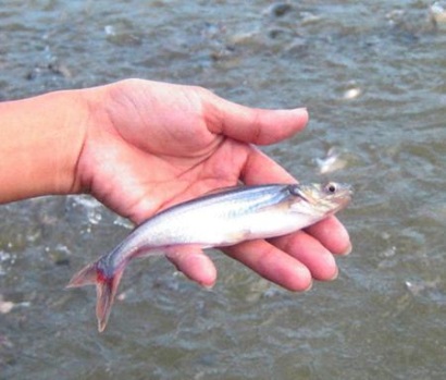 Chất lượng giống cá tra suy giảm