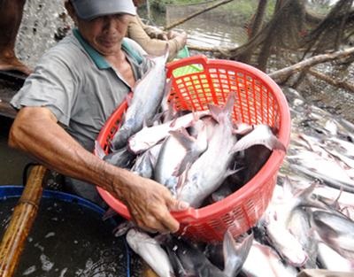 Nhiều tín dụng ưu đãi cho cá tra