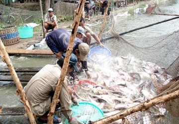 Thủ tướng An Giang cần xây dựng thương hiệu cá tra, quyết liệt hơn trong xây dựng NTM