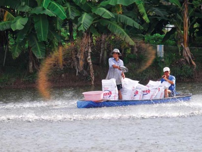 Doanh nghiệp cá tra ra sức đầu tư vào vùng nuôi