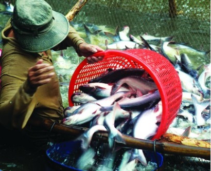 Giá cá tra lên cao nhất trong năm, có khả năng tăng tiếp