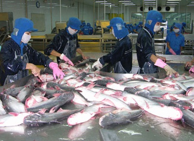 Giá cá tra tăng mạnh do nguồn cung nguyên liệu thấp 