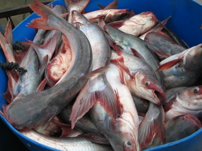 Tây Ban Nha Tiêu thụ cá tra giảm mạnh