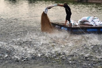 Năm đầu tiên xuất khẩu cá tra đột phá, có thể đạt mức trên 2 tỷ USD