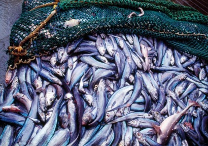 Nghiên cứu mới Bức xạ Fukushima không ảnh hưởng đến cá di cư