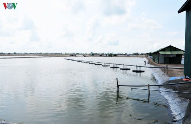 Ứng dụng công nghệ cao vào sản xuất cá tra xuất khẩu