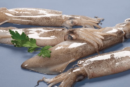 EU Nhập khẩu mực ống Morocco tăng