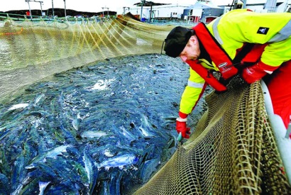 Ngành nuôi trồng thuỷ sản Canada tăng trưởng tích cực
