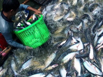 Cần Thơ Xuất khẩu cá tra tăng 20% so cùng kỳ năm 2015