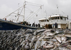 Hiện tượng nước biển nóng lên làm kích cỡ cá biển giảm