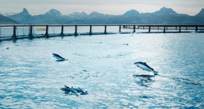 Chile Giá cá hồi xuất sang Nhật Bản, Brazil giảm