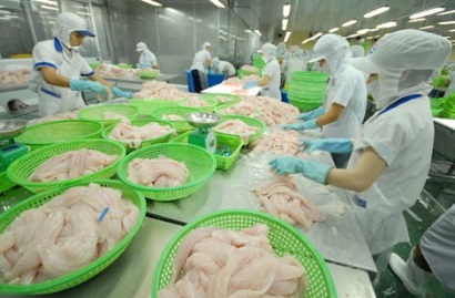 Cá tra sắp đối diện với khó khăn từ Farm Bill