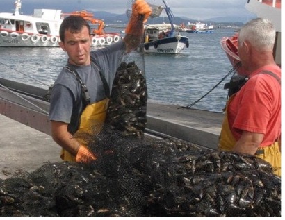 Chile Sản lượng vẹm năm 2016 giảm 