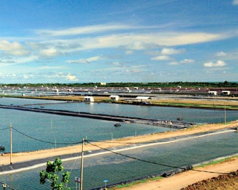 Trung Quốc Giá tôm ổn định ở các vùng sản xuất chính