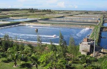 Trung Quốc Giá tôm giảm xuống mức thấp 5 năm