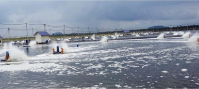 Năm 2016 Ấn Độ là nước xuất khẩu tôm lớn nhất thế giới 