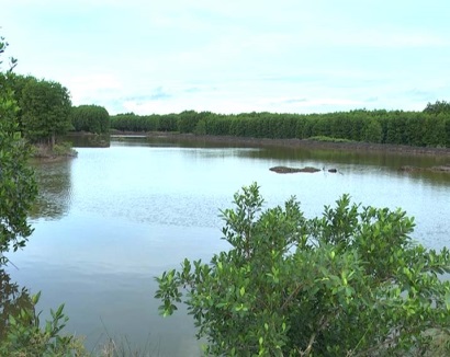 Cà Mau có khoảng 11.000 ha tôm sinh thái được chứng nhận