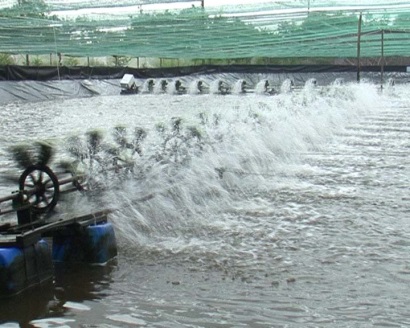 Xây dựng quy hoạch Cà Mau thành vựa tôm lớn nhất cả nước