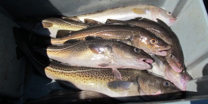 TAC cá tuyết cod Alaska giảm 80%