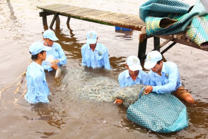 Tăng mức phạt với vi phạm trong lĩnh vực thủy sản